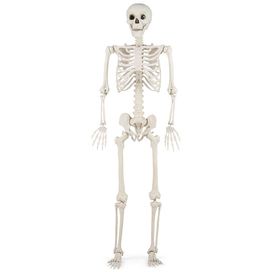 5.4 FT Halloween Skeleton Decoration Life Size Large Skeleton