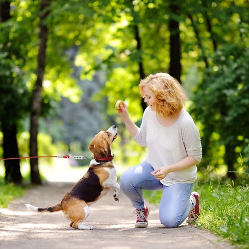 GBruno Long Dog Leash