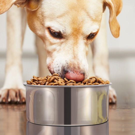 GBruno Stainless Steel Dog Bowl