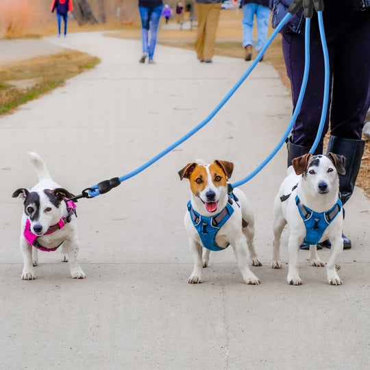 GBruno 3 Dog Leash