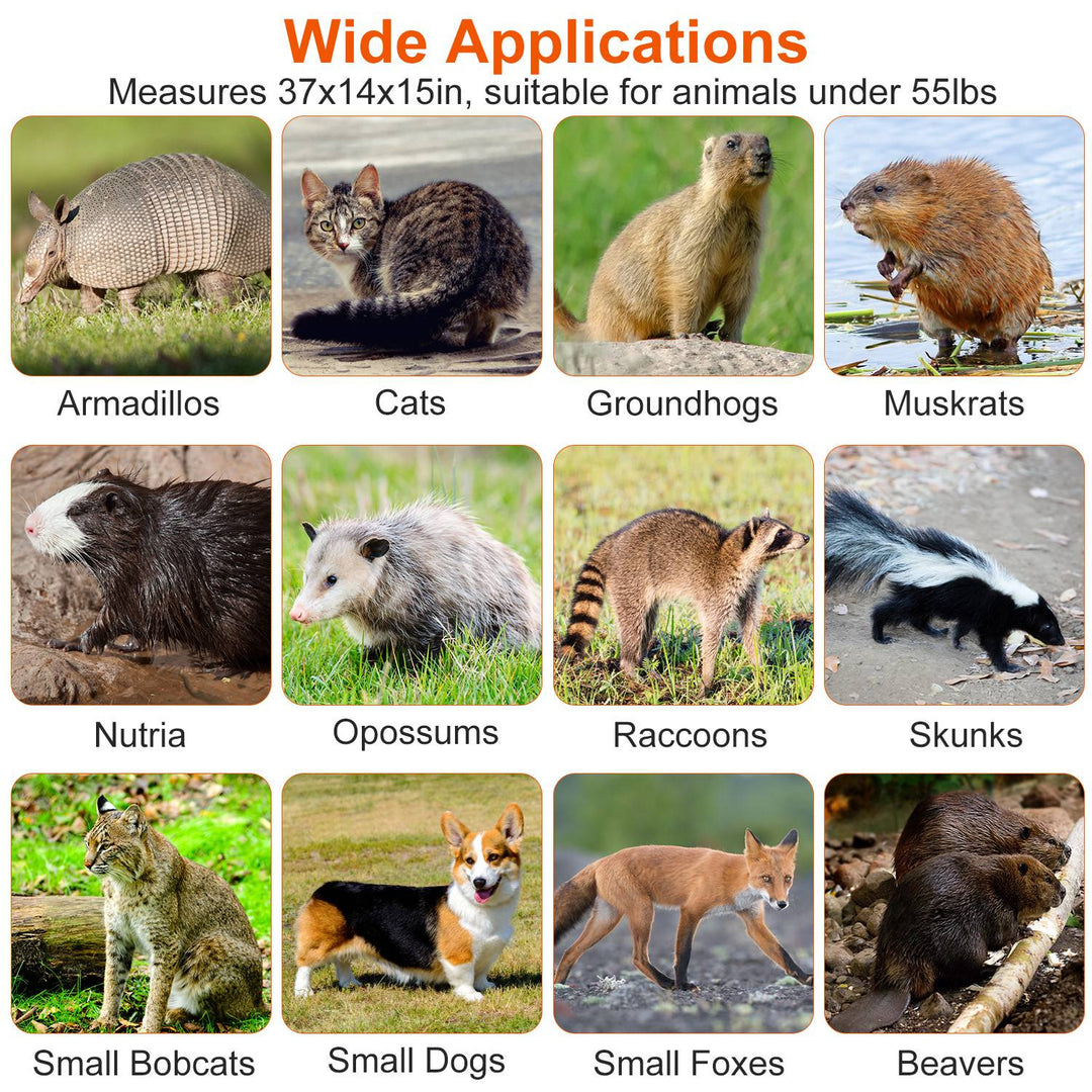 Live Animal Trap Cage 37x14x15in Folding Catch and Release Humane Cat Trap Galvanized Iron for Raccoons Foxes Coyotes Stray Dogs Armadillos Squirrels