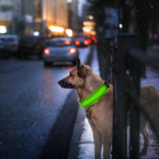 GBruno LED Dog Collar USB